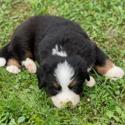 Bernese Mountain puppies for sale in Ajmer
