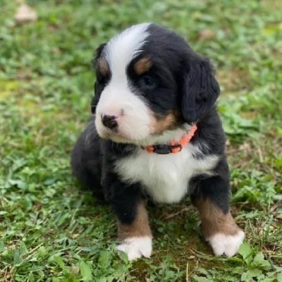 Bernese Mountain puppies for sale in Ajmer