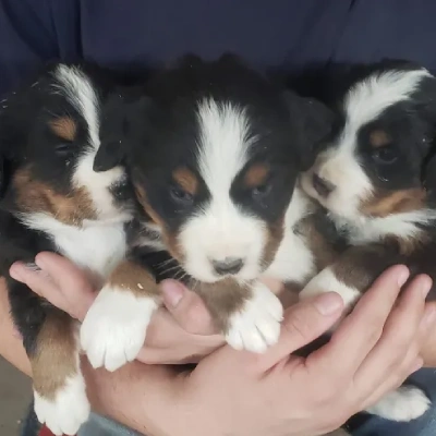 Bernese Mountain puppies for sale in Ajmer
