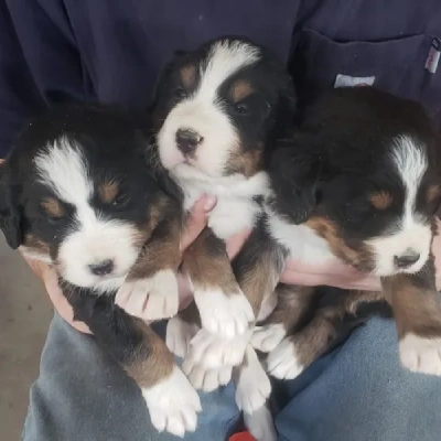 Bernese Mountain puppies for sale in Ajmer