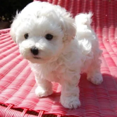 Bichon Frise puppies for sale in Ajmer