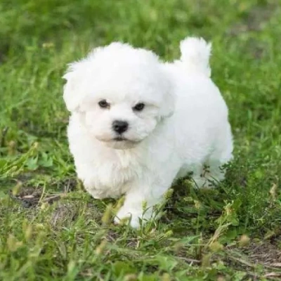 Bichon Frise puppies for sale in Ajmer