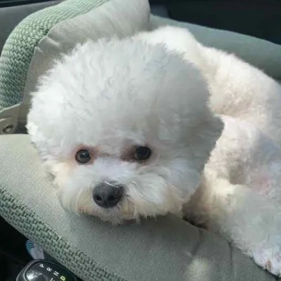 Bichon Frise puppies for sale in Ajmer