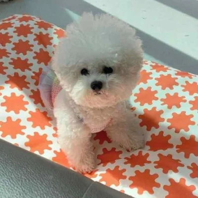 Bichon Frise puppies for sale in Ajmer