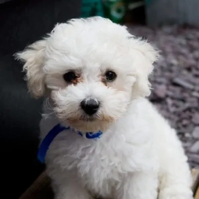 Bichon Frise puppies for sale in Ajmer