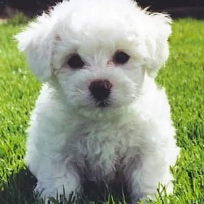 Bichon Frise puppies for sale in Ajmer