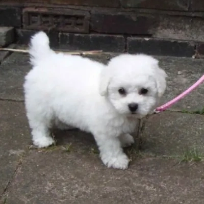 Bichon Frise puppies for sale in Ajmer