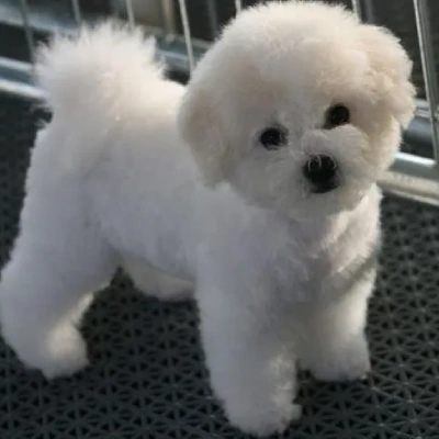 Bichon Frise puppies for sale in Ajmer