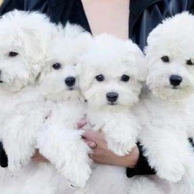 Bichon Frise puppies for sale in Ajmer