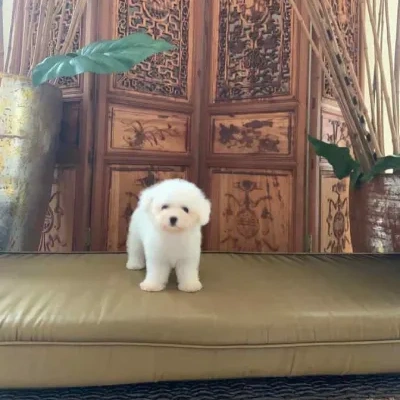 Bichon Frise puppies for sale in Ajmer