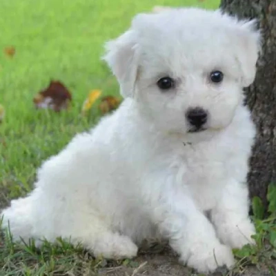 Bichon Frise puppies for sale in Ajmer