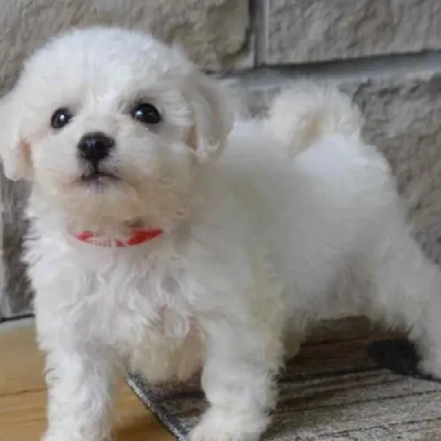 Bichon Frise puppies for sale in Ajmer