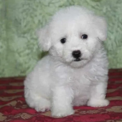 Bichon Frise puppies for sale in Ajmer