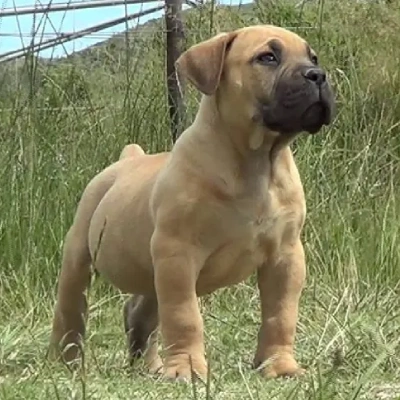 Boerboel puppies for sale in Ajmer