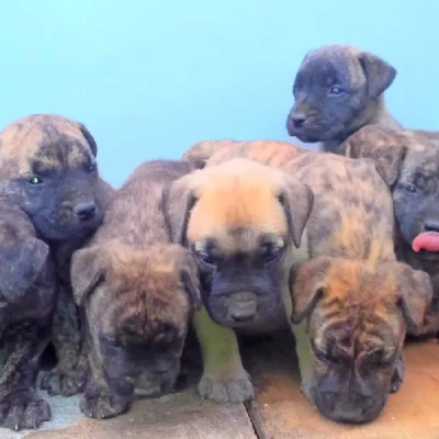 Boerboel puppies for sale in Ajmer
