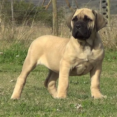 Boerboel puppies for sale in Ajmer
