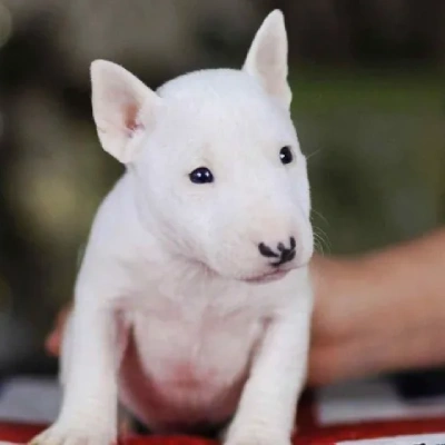 Bull Terrier puppies for sale in Ajmer
