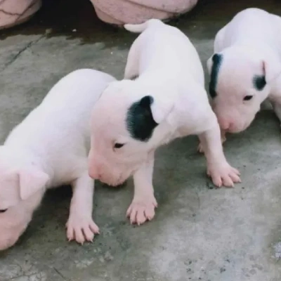 Bull Terrier puppies for sale in Ajmer