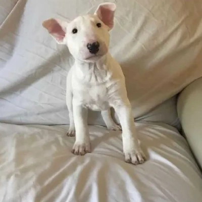 Bull Terrier puppies for sale in Ajmer