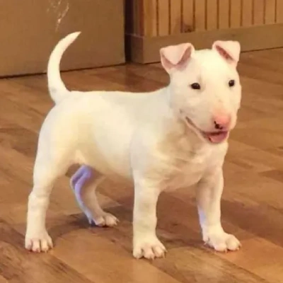 Bull Terrier puppies for sale in Ajmer