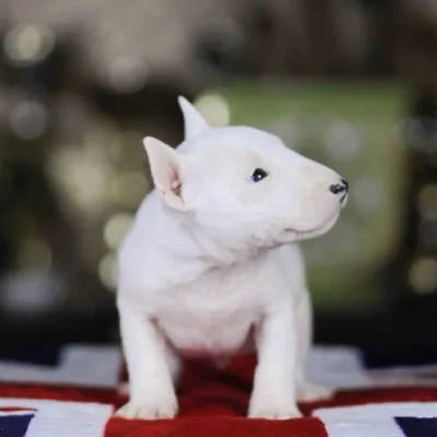 Bull Terrier puppies for sale in Ajmer