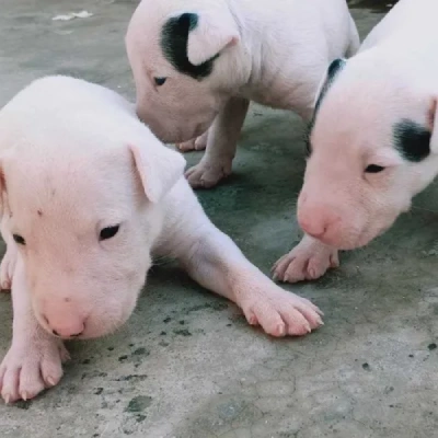 Bull Terrier puppies for sale in Ajmer