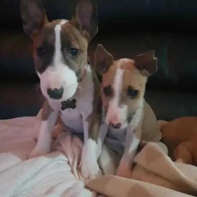 Bull Terrier puppies for sale in Ajmer