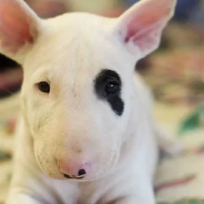 Bull Terrier puppies for sale in Ajmer