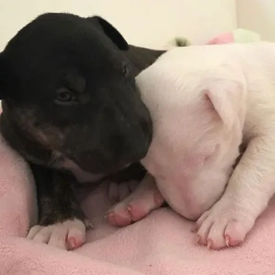 Bull Terrier puppies for sale in Ajmer