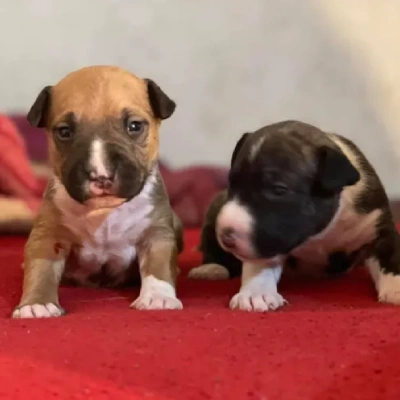 Bull Terrier puppies for sale in Ajmer