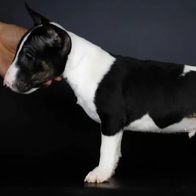 Bull Terrier puppies for sale in Ajmer