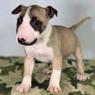Bull Terrier puppies for sale in Ajmer