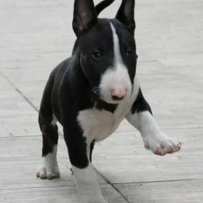 Bull Terrier puppies for sale in Ajmer