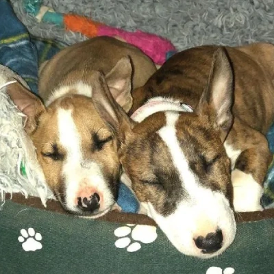 Bull Terrier puppies for sale in Ajmer