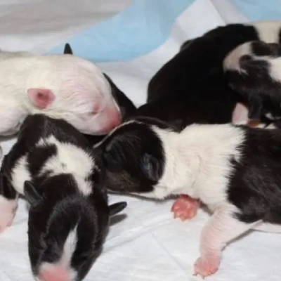 Bull Terrier puppies for sale in Ajmer