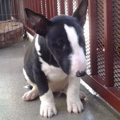 Bull Terrier puppies for sale in Ajmer