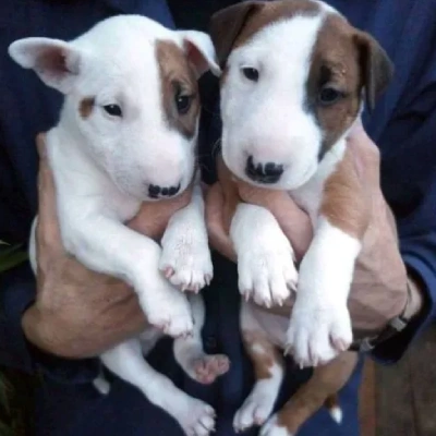 Bull Terrier puppies for sale in Ajmer