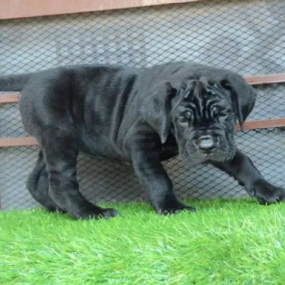 Cane Corso puppies for sale in Ajmer
