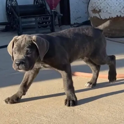 Cane Corso puppies for sale in Ajmer