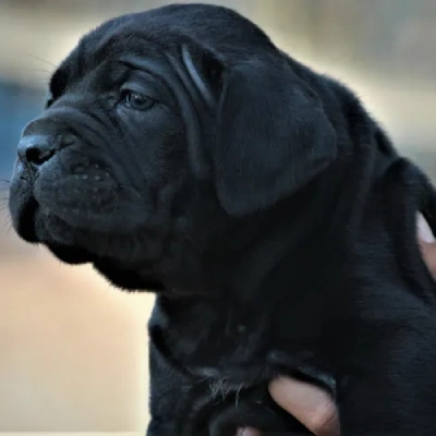 Cane Corso puppies for sale in Ajmer