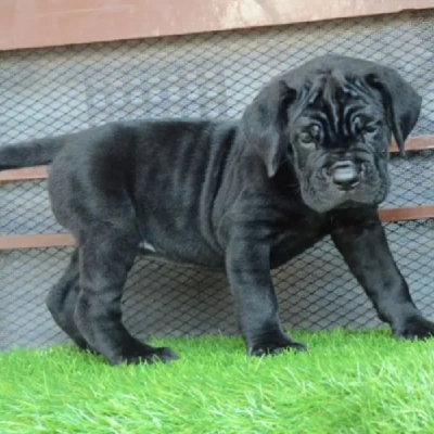 Cane Corso puppies for sale in Ajmer