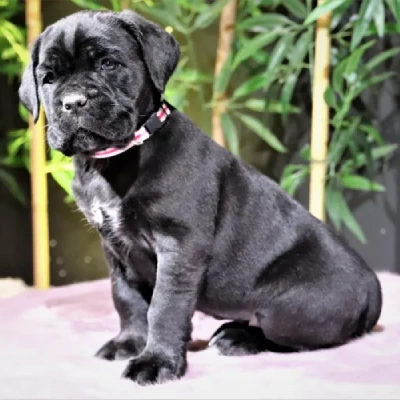 Cane Corso puppies for sale in Ajmer