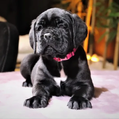 Cane Corso puppies for sale in Ajmer