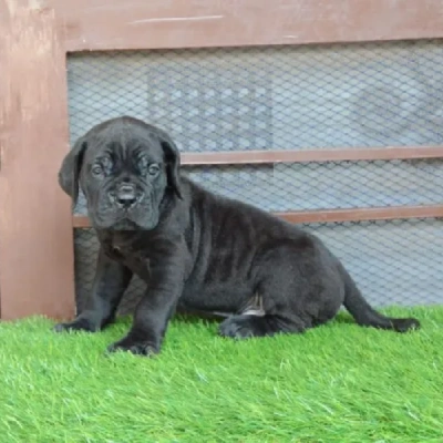 Cane Corso puppies for sale in Ajmer