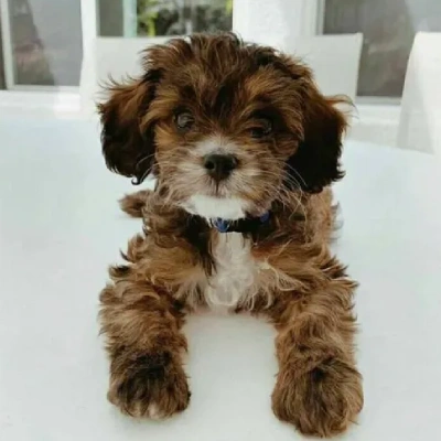 Cavapoo puppies for sale in Ajmer