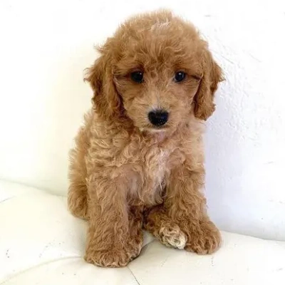 Cavapoo puppies for sale in Ajmer