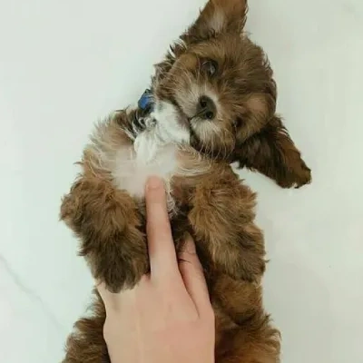 Cavapoo puppies for sale in Ajmer