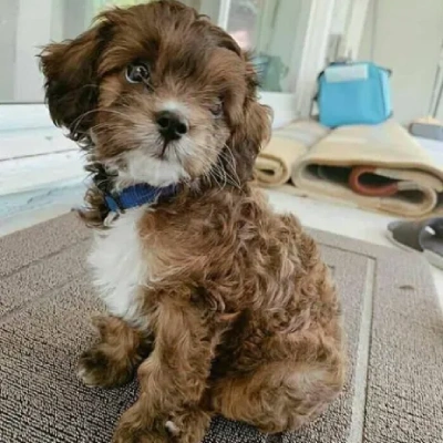 Cavapoo puppies for sale in Ajmer