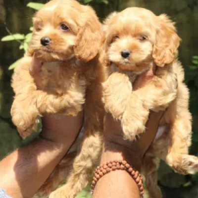 Cavapoo puppies for sale in Ajmer