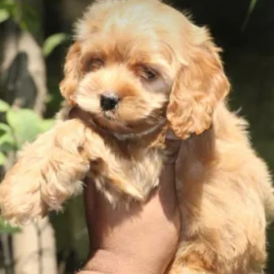 Cavapoo puppies for sale in Ajmer
